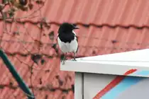 Elster am S-Bahnhof Yorckstra�e/Gro�g�rschenstra�e (BERLIN/Deutschland, 06.12.2009)