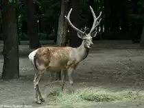 Bucharahirsch (Cervus elaphus bactrianus). M�nnchen im Tierpark Berlin (August 2015).