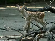 Bucharahirsch (Cervus elaphus bactrianus). Jungtier im Tierpark Berlin (August 2015).