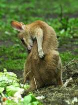 Flinkes Knguru oder Sandwallaby (Macropus agilis). Jungtier  Monti  im Tierpark Berlin (August 2015).