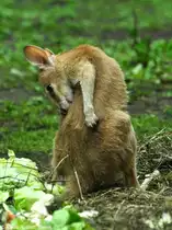 Flinkes K�nguru oder Sandwallaby (Macropus agilis). Jungtier  Monti  im Tierpark Berlin (August 2015).