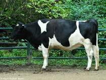 Altdeutsches Niederungsrind (Bos primigenius f. taurus) im Tierpark Cottbus (August 2015).