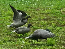 Kaisergans (Anser canagicus). Jungv�gel im Tierpark Cottbus (August 2015).