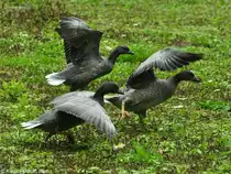 Kaisergans (Anser canagicus). Jungv�gel im Tierpark Cottbus (August 2015).