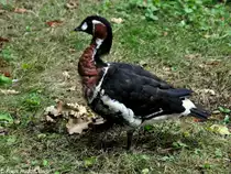 Rothalsgans (Branta ruficollis) in der Mauser im Tierpark Cottbus (August 2015).
