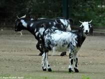 Ovambo-Ziege (Capra aegagrus f. hircus) im Tierpark Cottbus (August 2015).