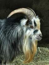 Afrikanische Zwergziege (Capra aegagrus f. hircus). Bock im Tierpark Cottbus (August 2015).