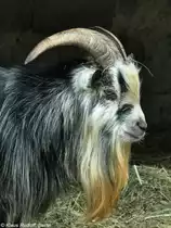 Afrikanische Zwergziege (Capra aegagrus f. hircus). Bock im Tierpark Cottbus (August 2015).
