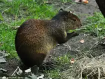 Schwarzr�ckenaguti (Dasyprocta prymnolopha) im Tierpark Cottbus (August 2015).
