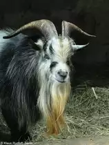 Afrikanische Zwergziege (Capra aegagrus f. hircus). Bock im Tierpark Cottbus (August 2015).