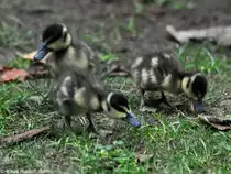 Witwenpfeifgans /Dendrocygna viduata). K�ken im Tierpark Cottbus (August2015).