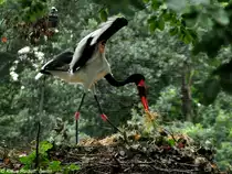 Sattelstorch (Ephippiorhynchus senegalensis). Eltern mit Jungst�rchen im Nest im Tierpark Cottbus (August 2015). 