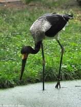 Sattelstorch (Ephippiorhynchus senegalensis). Einjhriger Jungvogel im Tierpark Cottbus (August 2015). 