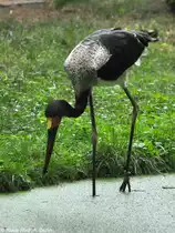 Sattelstorch (Ephippiorhynchus senegalensis). Einj�hriger Jungvogel im Tierpark Cottbus (August 2015). 