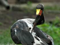 Sattelstorch (Ephippiorhynchus senegalensis). Einjhriger Jungvogel im Tierpark Cottbus (August 2015). 
