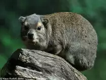 Buschschliefer (Heterohyrax brucei) im Tierpark Cottbus (August 2015). 