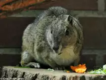 Moko oder Bergmeerschweinchen (Kerodon rupestris) im Tierpark Cottbus (August 2015). 