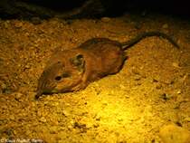 Kurzohr-Rsselspringer (Macroscelides proboscideus) im Tierpark Cottbus (August 2015). 