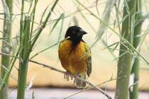 Dorfweber oder auch Textorweber (Ploceus cucullatus) am 3.8.2010 im Frankfurter Zoo.