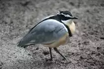 Krokodilwächter (Pluvianus aegyptius) am 3.8.2010 im Frankfurter Zoo.