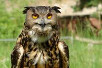 Schau mir in die Augen...Foto:25.05.2008