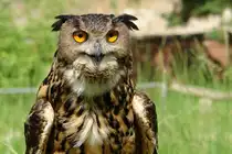 Schau mir in die Augen...Foto:25.05.2008