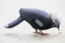 F�chertaube (Goura victoria) am 3.8.2010 im Frankfurter Zoo.