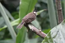 Rotohrb�lb�l (Pycnonotus jocosus) am 3.8.2010 im Frankfurter Zoo.