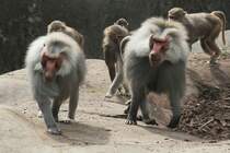 Mantelpavian (Papio hamadryas) auf Wanderung, 3.8.2010 im Frankfurter Zoo.