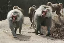 Mantelpavian (Papio hamadryas) auf Wanderung, 3.8.2010 im Frankfurter Zoo.