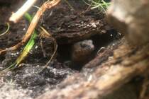 Philippinen-Wasserskink (Tropidophorus grayi) am 3.8.2010 im Zoo Frankfurt.
