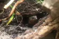 Philippinen-Wasserskink (Tropidophorus grayi) am 3.8.2010 im Zoo Frankfurt.