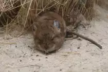 Kurzohr-R�sselspringer (Macroscelides proboscideus) am 3.8.2010 im Zoo Frankfurt.