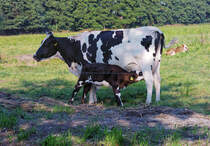 Entspannte Rinder auf der Koppel. - 18.08.2015