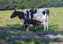 Entspannte Rinder auf der Koppel. - 18.08.2015