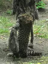 Nordchinesischer Leopard (Panthera pardus japonensis). Jungtier im Tierpark Cottbus (August 2015).