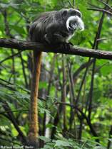 Rotschwnziger Kaiserschnurrbarttamarin (Saguinus imperator subgrisescens) im Tierpark Cottbus (August 2015).