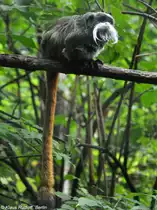 Rotschw�nziger Kaiserschnurrbarttamarin (Saguinus imperator subgrisescens) im Tierpark Cottbus (August 2015).