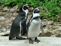 Humboldt-Pinguine (Spheniscus humboldti) im Tierpark Cottbus (August 2015).