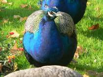 Schau mir in die Augen, kleines! Die Pfaueninsel kann man brigens im Halbstundentakt mit dem Bus der Linie 218 erreichen, die Fhre fhrt ca. alle 4 Minuten. Jeder vierte Bus ist ein historischer Bus - siehe www.traditionsbus.de. 3.10.2009