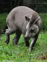 Flachlandtapir (Tapirus terrestris) im Tierpark Cottbus (August 2015).