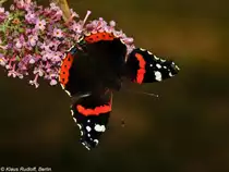 Admiral (Vanessa atalanta) in B�hmerheide bei Berlin (August 2015).