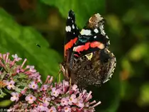Admiral (Vanessa atalanta) in B�hmerheide bei Berlin (August 2015).