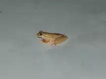 Ein Mini-Frosch sitzt in der Wohnstube. Costa Rica, 02. M�rz 2006