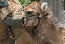 Kamele in der N�he von auf Lanzarote. Aufnahme: April 2011.