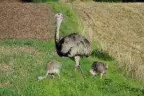 Generation 2015. Ein Nandu-Hahn mit 3 seiner 6 Jungtiere auf einem Feld bei B�k in Schleswig-Holstein; 29.8.2015