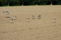 Generation 2015. Ein Nandu-Hahn fhrt 8 Jungtiere bei Bk (RZ); 29.8.2015