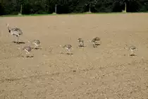 Generation 2015. Ein Nandu-Hahn f�hrt 8 Jungtiere bei B�k (RZ); 29.8.2015