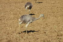 Ein Nandu-Kken auf einer Brachflche bei Bk (RZ) 29.8.2015