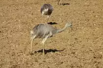 Ein Nandu-K�ken auf einer Brachfl�che bei B�k (RZ) 29.8.2015